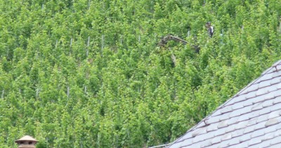 Trimming the vines