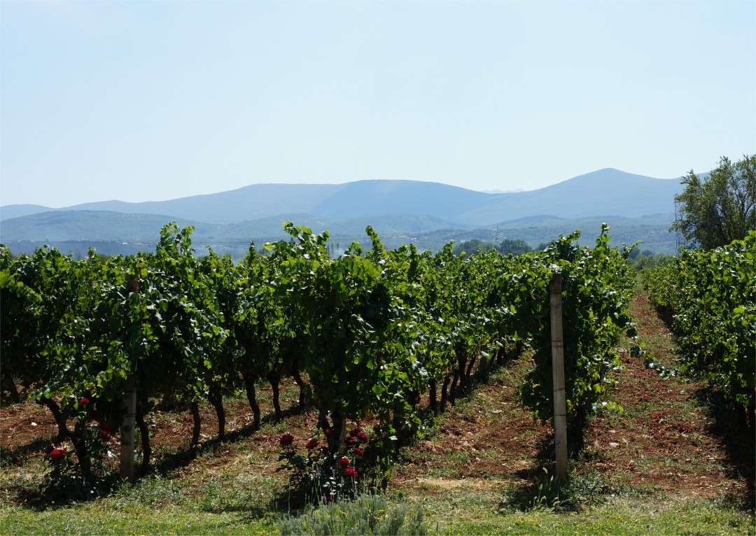 Grabovac Vineyards