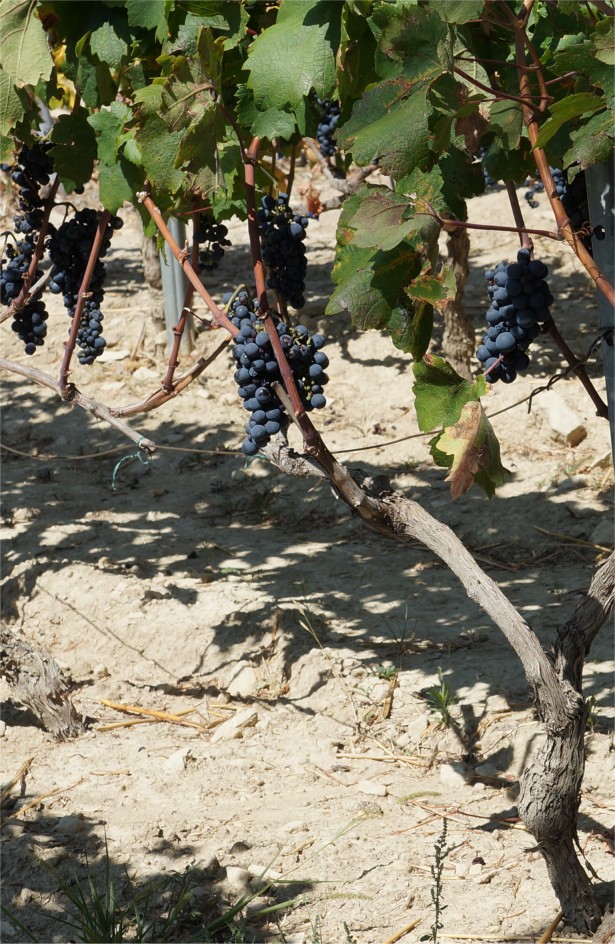 Original Zin